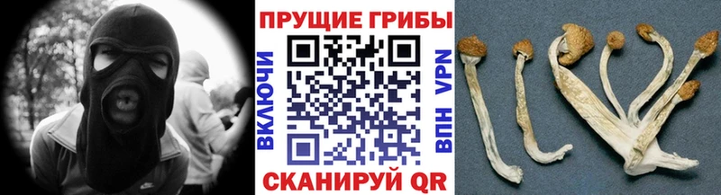 Купить  Кимовск  Галлюциногенные грибы мицелий 